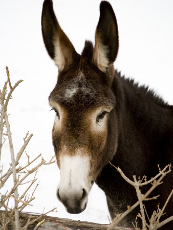 "GRAY BONES," WAS A DEVOTED PAL. SHE WAS DADDY'S ONLY MULE. I LOVED TO PET HER AND FEED HER RAW CORN ON THE COB. SHE LOVED IT.