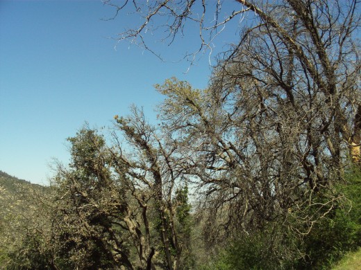 The trees up in the San Bernardino Mountains.
