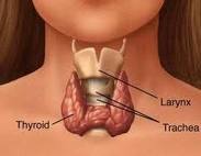 Thyroid Anatomy