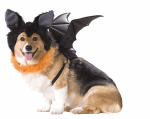 Bat Dog