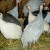 Assorted juvenile Guineas