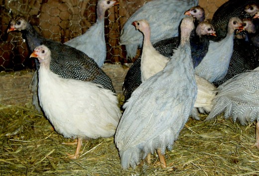 Assorted juvenile Guineas