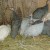 Assorted juvenile Guineas