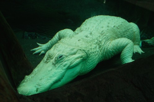 One of the remaining white alligators at the New Orleans Audubon Aquarium of the Americas.