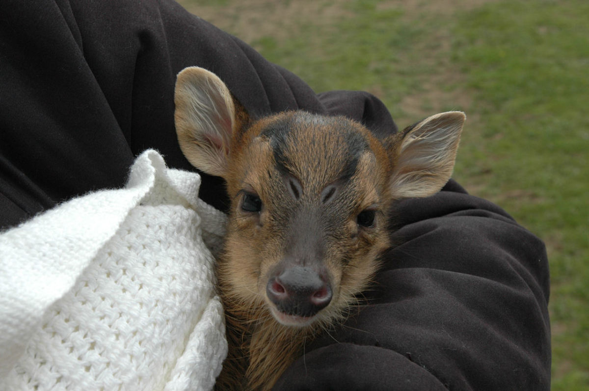 My Weird Pet: A Muntjac, Almost the World's Smallest ...