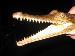 https://usercontent2.hubstatic.com/5548439_f260.jpg