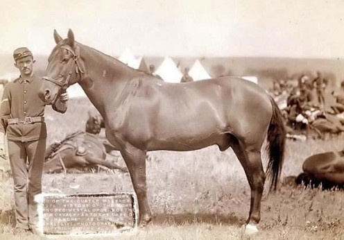 The stallion, Comanche, the only survivor of the Custer Massacre 1876 "No Copyright Infringement Intended." 