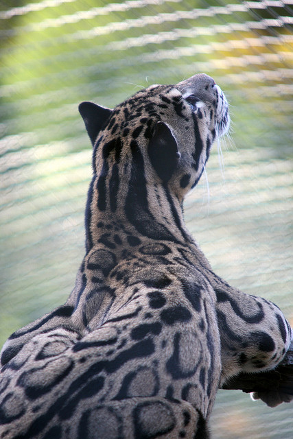 Clouded Leopard, Neofelis nebulosa