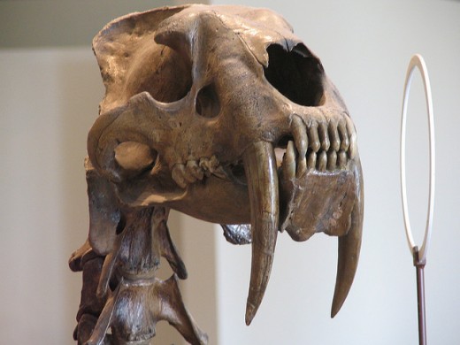 Smilodon, or Sabre-tooth tiger, at the American Museum of Natural History.