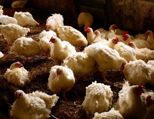 Chickens are often kept in more crowded conditions than these in the poultry production business. Practices such as antibiotics being routinely given and beak trimming (removing half of the beak are used to keep the chickens as healthy as possible.