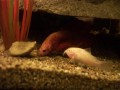 Keeping Bettas with Other Fish