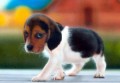 Goodbye Charlie, You Will Always Be My First Puppy Love