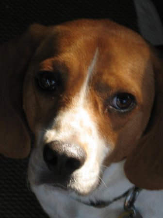 Charlie - Handsome and Grown-up