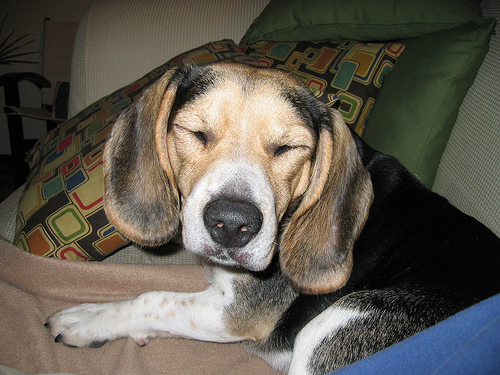 My Dear Charlie - Feeling Tired