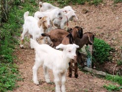 Birthing Baby Goats
