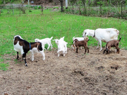 These are Kiko and Nubian mixed goats.