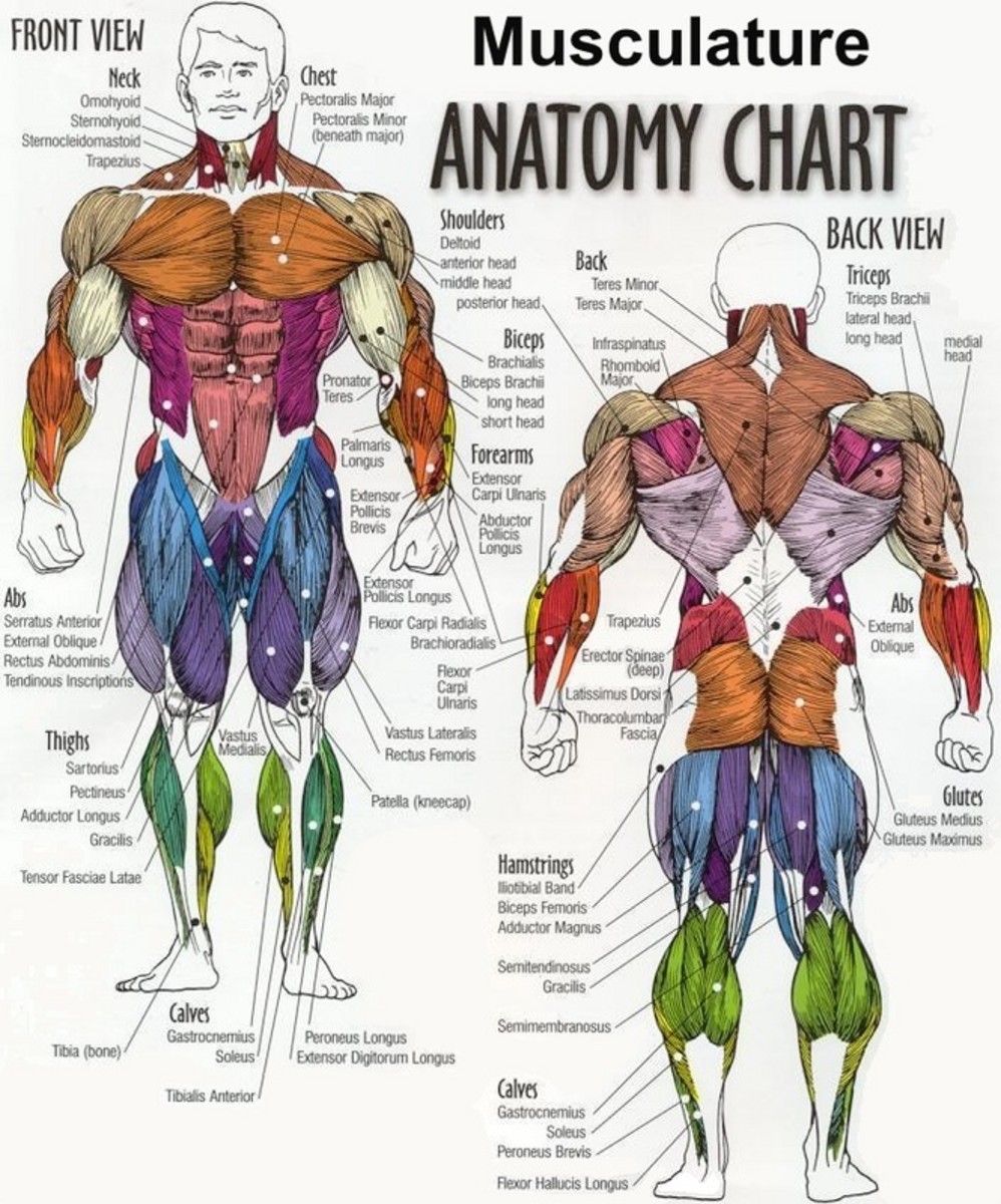 Buy Exercise Muscle Posters Online | HubPages