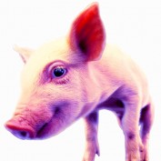 Dzale profile image