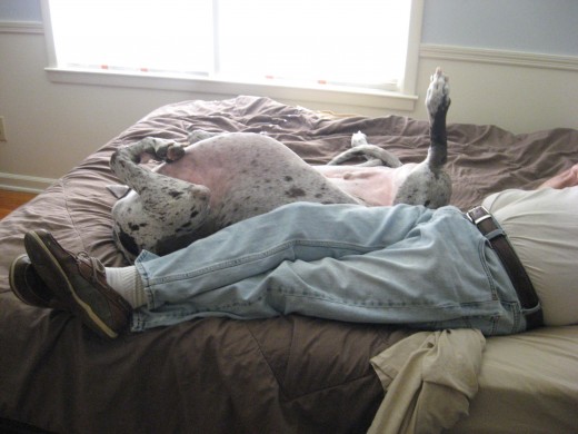 Get a pet! For my husband, happiness is a goofy Great Dane...