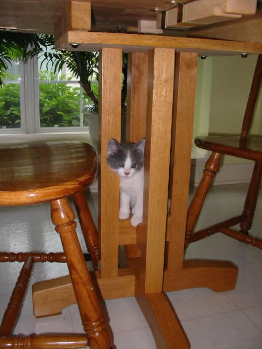 Our kitten that I received on Mother's Day, in 2007. She climbed up onto the "legs" of our kitchen table, she was quite the "investigator."