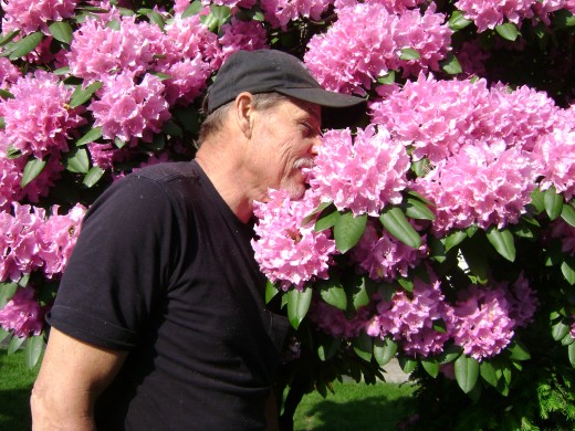 YAK RHODODENDRON 