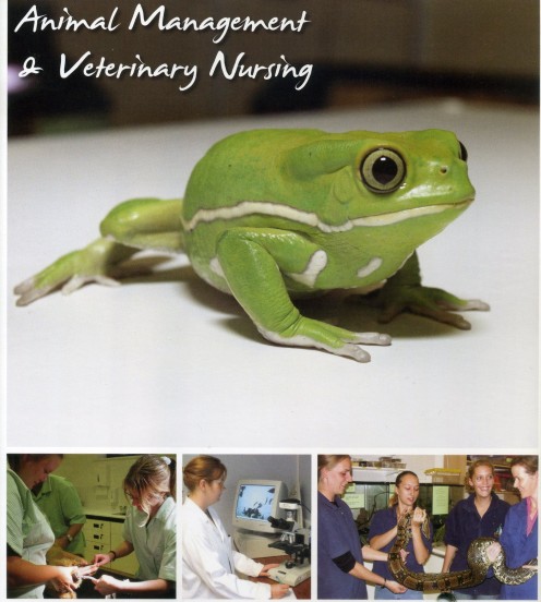 Veterinary Management