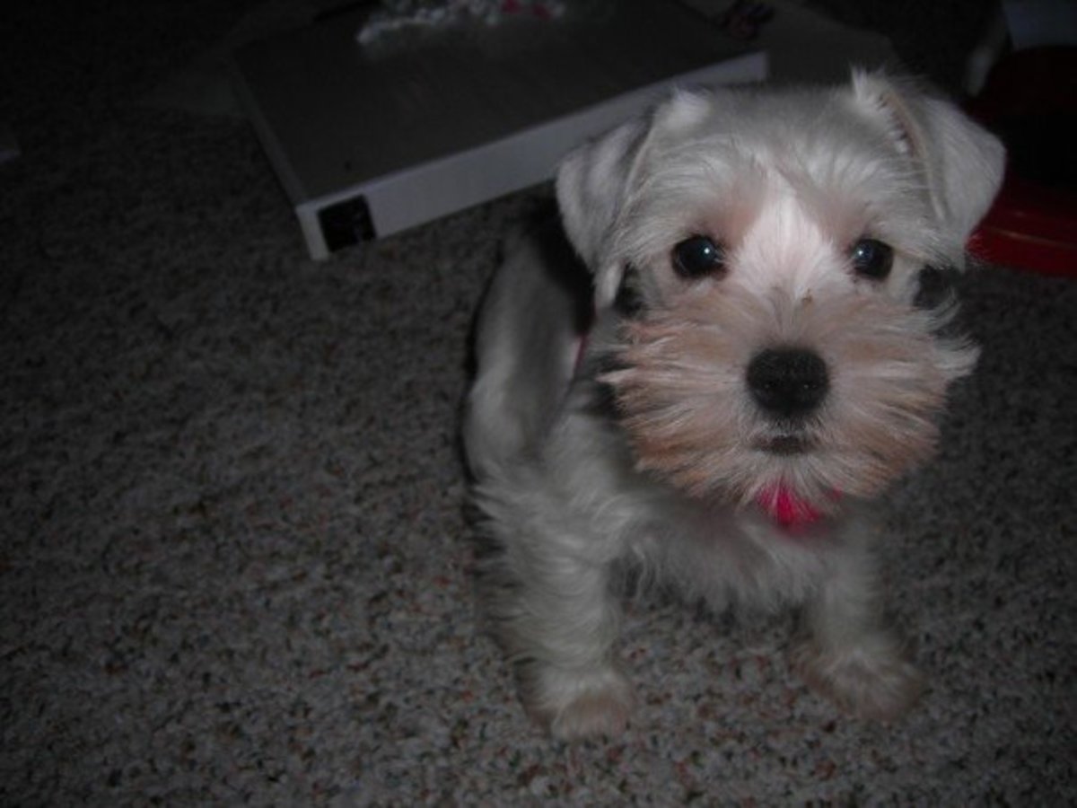 My Miniature Schnauzer, Baby at 8 weeks of age.