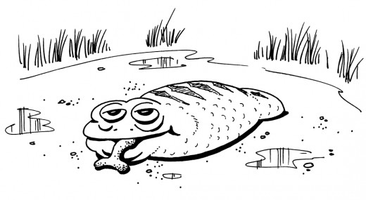 Morbidly Obese Snake