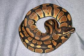 A Regius (Royal) or Ball Python.  Smallest of the pythons and usually docile