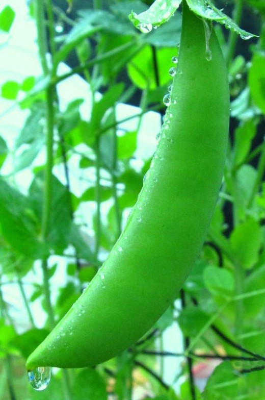 Day 24 - "G" for garden