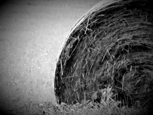 day 25 - "H" for hay