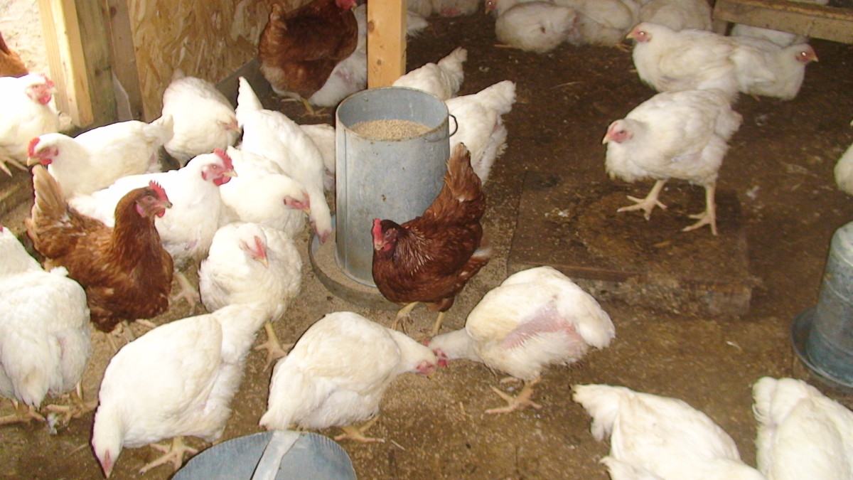 An automatic chick feeder is essential to provide a continual source of feed throughout the day.