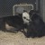 Calves cooling themselves in animal nursery