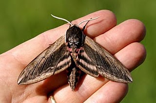 A hawk moth.