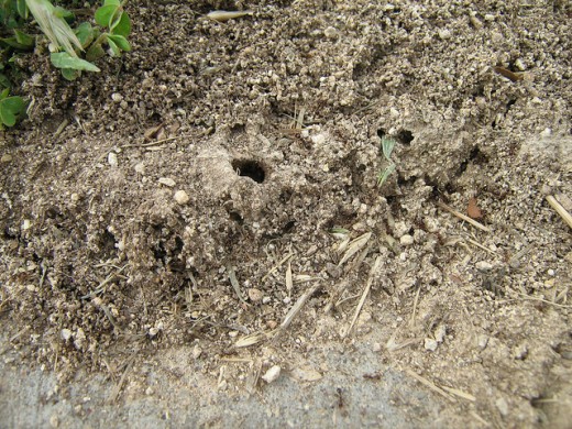 Crazy Ants by oddharmonic -- April 26, 2010 in  Timberglen, Dallas, Texas