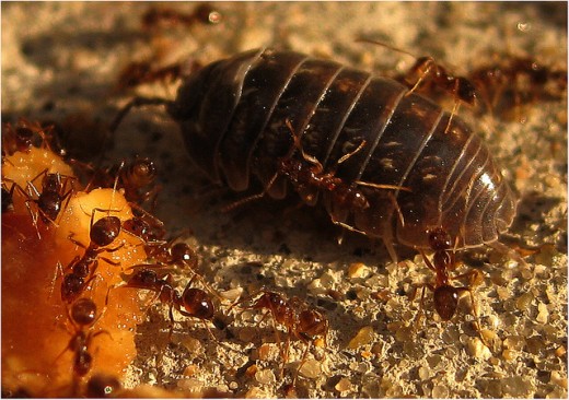Ants & Pillbug compete for food by BaytownBert 
