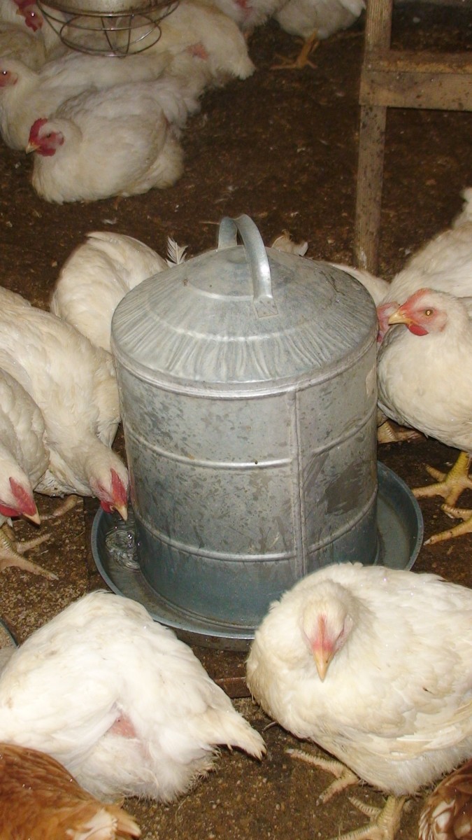 Large automatic water canister.  We keep two in the coup while raising roaster birds.