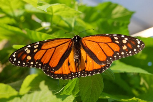 Male Monarch butterfly