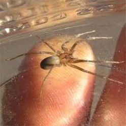 Treating Spider Bites at Home