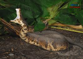 Eastern Diamondback Rattlesnake