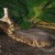 Eastern Diamondback Rattlesnake