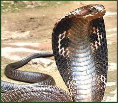 King Cobra