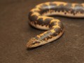 Kenyan Sand Boa Care