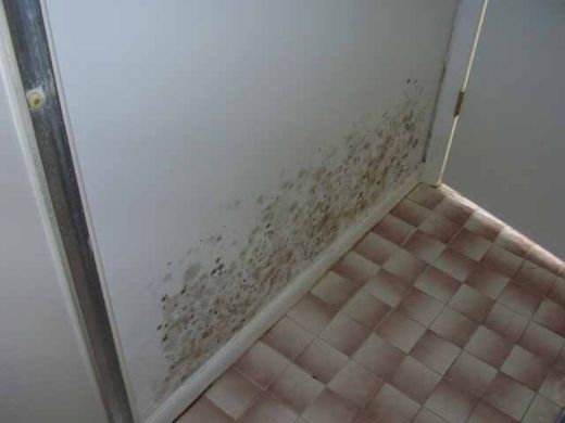 Mold Growing Behind A Door In A Bathroom