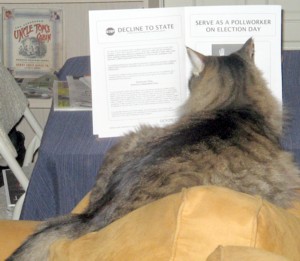 Cat, working like a dog cramming for November 4th