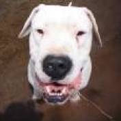 holisticpuppyfood profile image