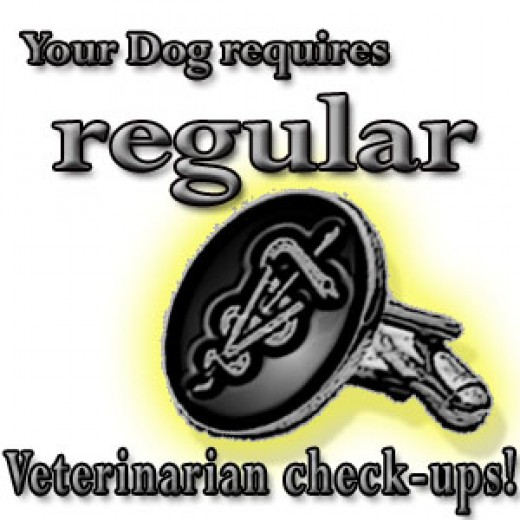 Why Female Dogs Hump PetHelpful