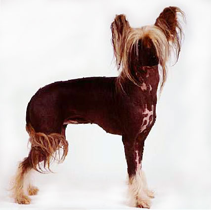 Chinese Crested -- purebreeding at its best