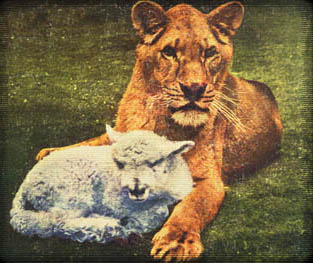 Truce, but remember who's king of the jungle