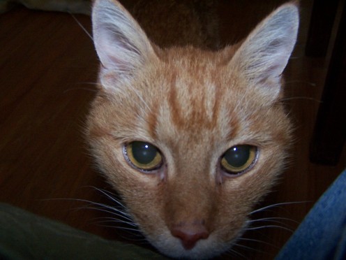 Scottie (1993- 2009)